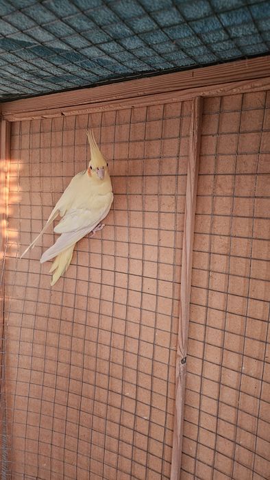 Попугай.  Пара кораллы