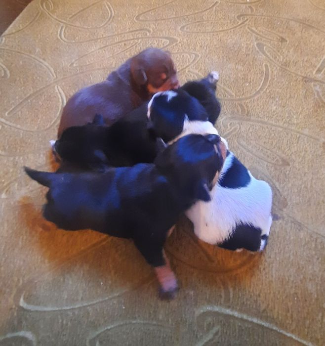 Продам мини той терьеров