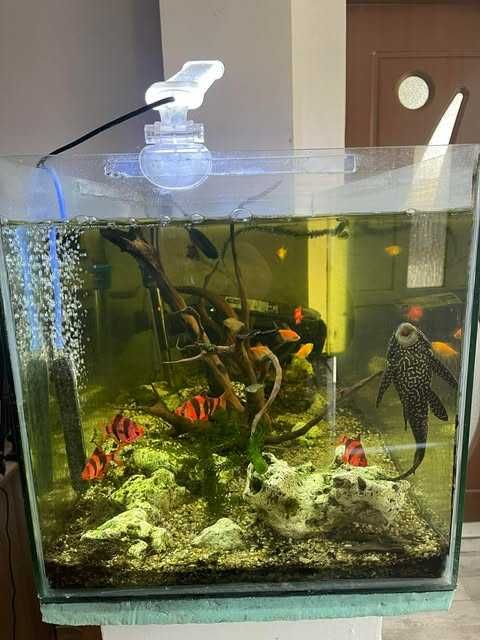 Acvariu complet + pesti