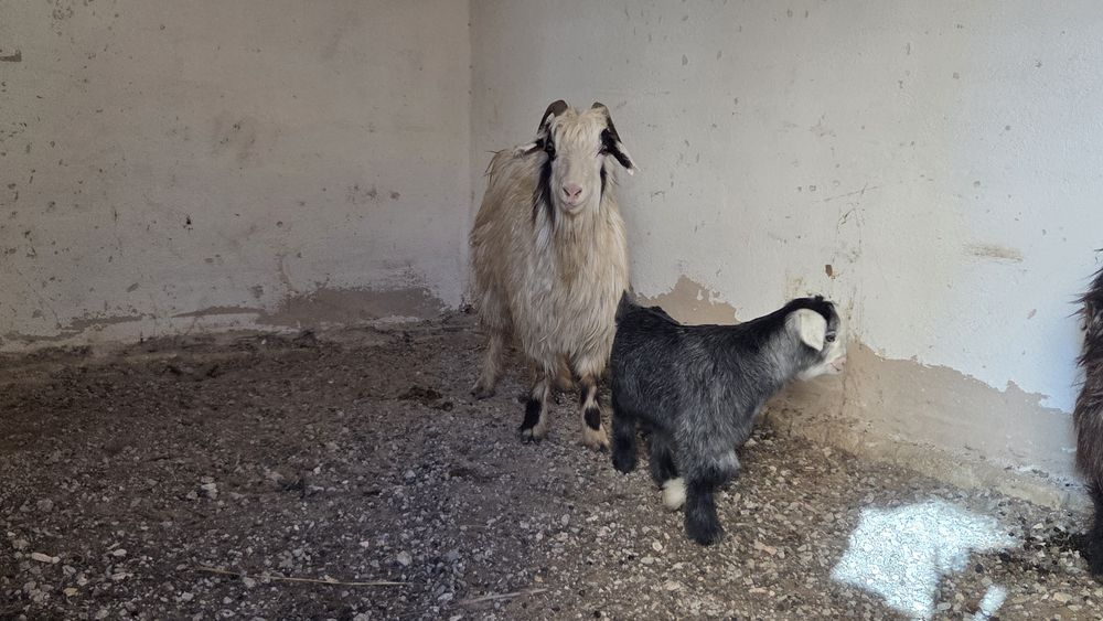 Ири Ешки 1 лагымен сатылад