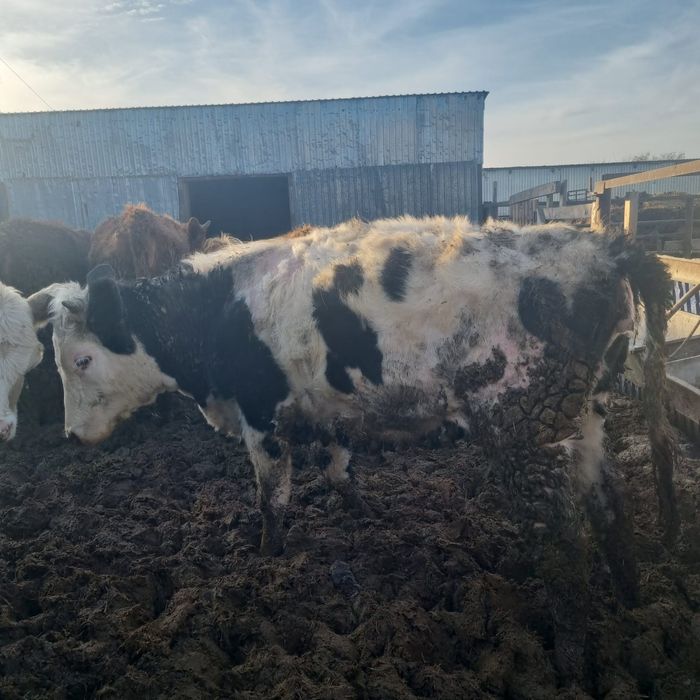 В продаже телки.