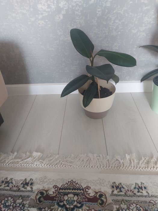 Продам Цветы комнатные ,фикус.