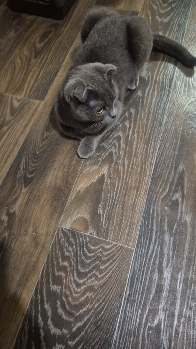 Продам шотландских котят