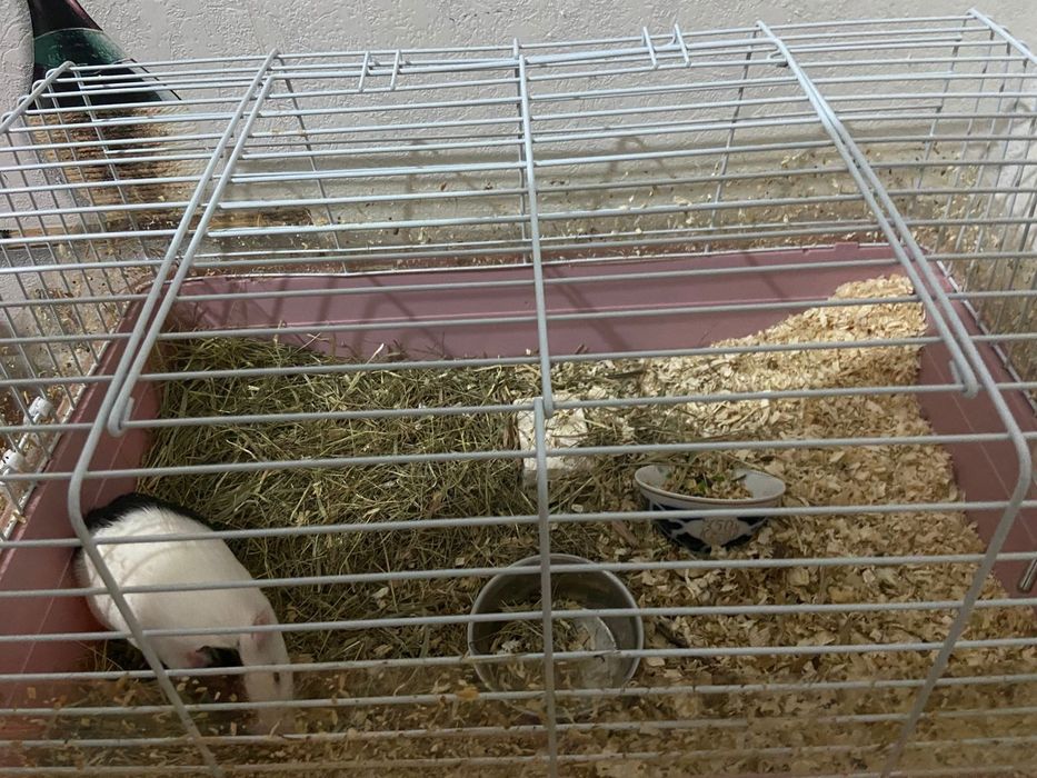 Морская свинка мальчик