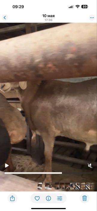 КуйArashan Garbatiy zotdor qoy sotiladi halol pokiza куй