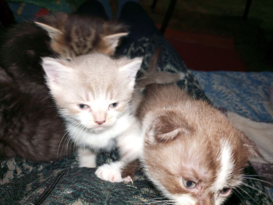 Котята на продажу
