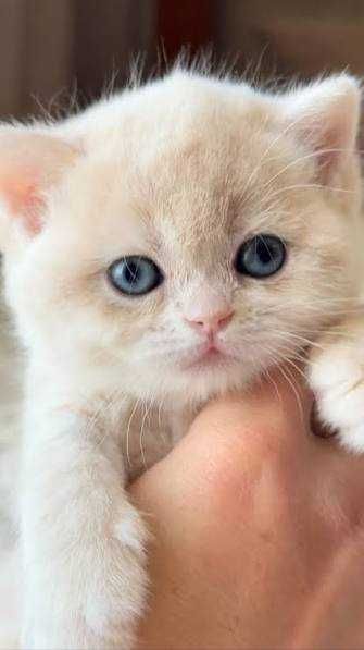 Продается котенок,британской породы,окрас голубое золото