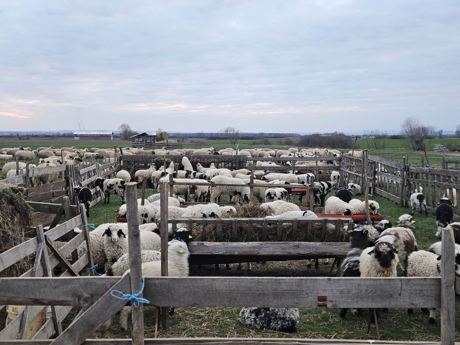 Miei de vanzare crescuti bio