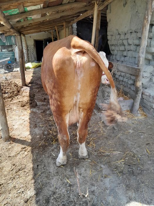 Семинтал сотилади