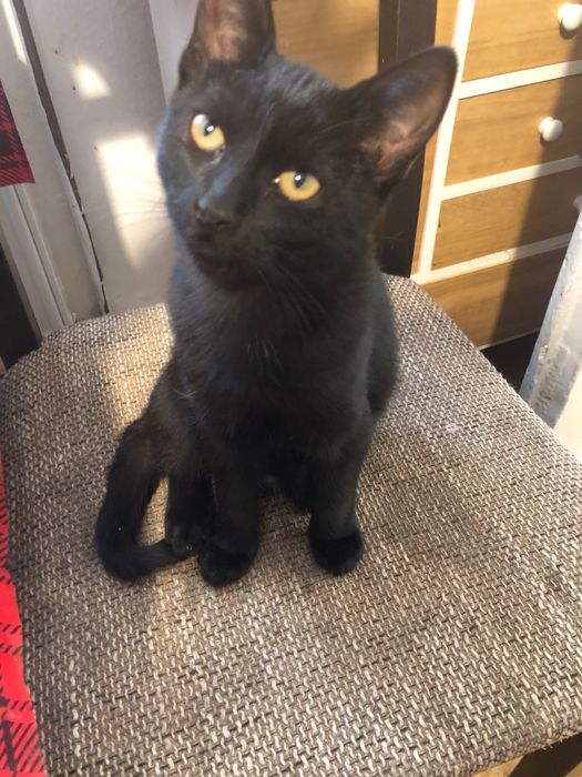 Pisoi negru pentru adoptie, il putem aduce si la domiciliul dumneavoastra.