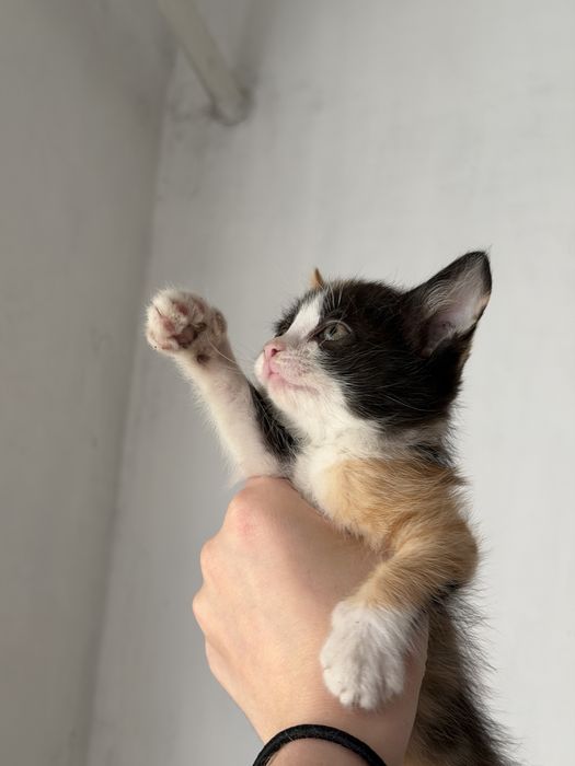 Отдам котенка в доьрые руки