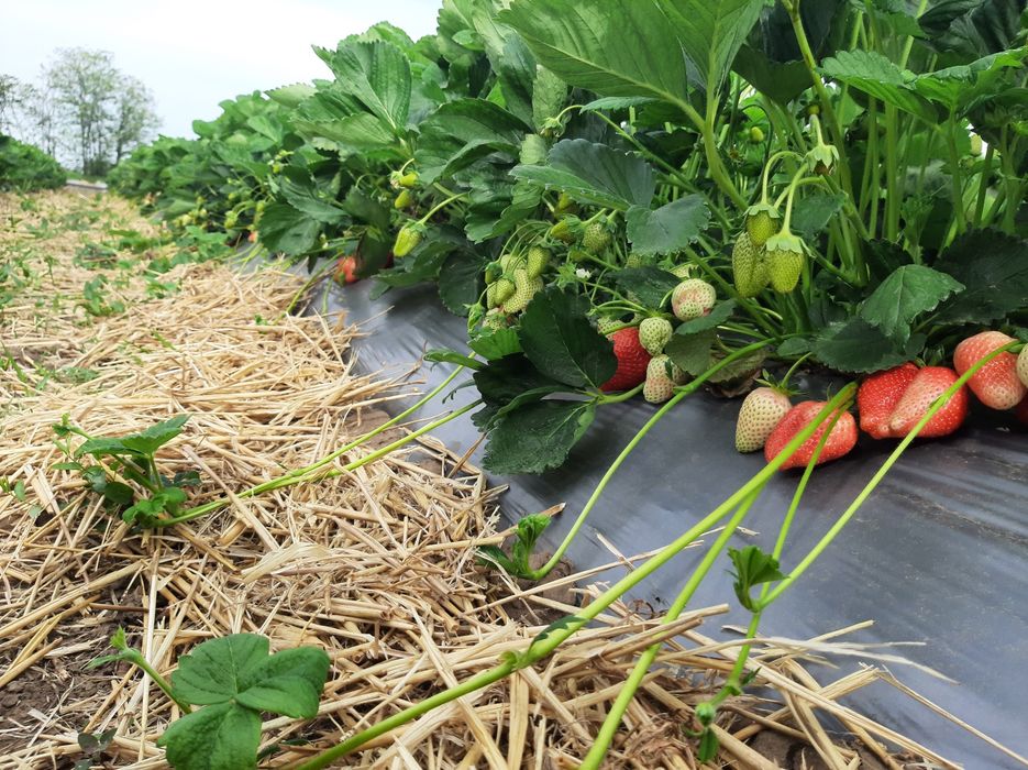 Stoloni Capsuni Remontante ALBION și soiuri anuale