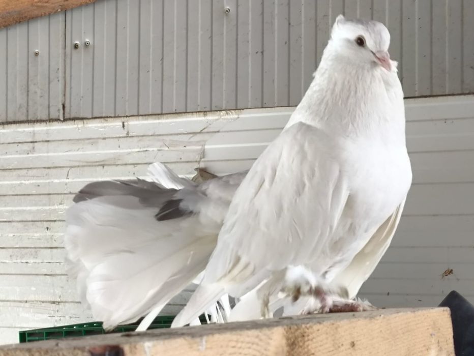 Disponibil pereche voltați indieni