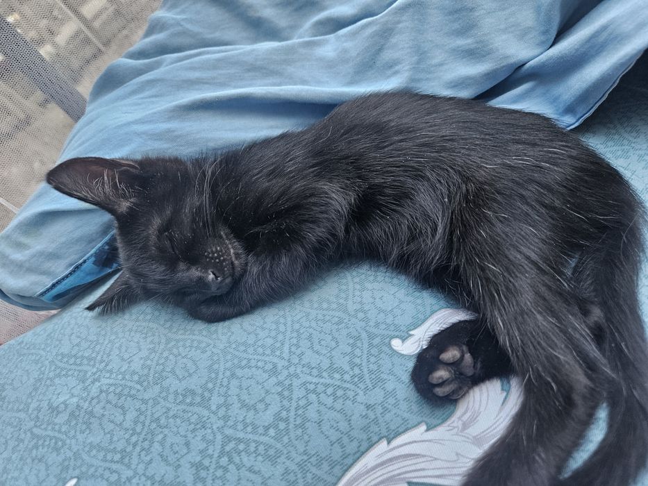 Хадяга хонаки мушукча