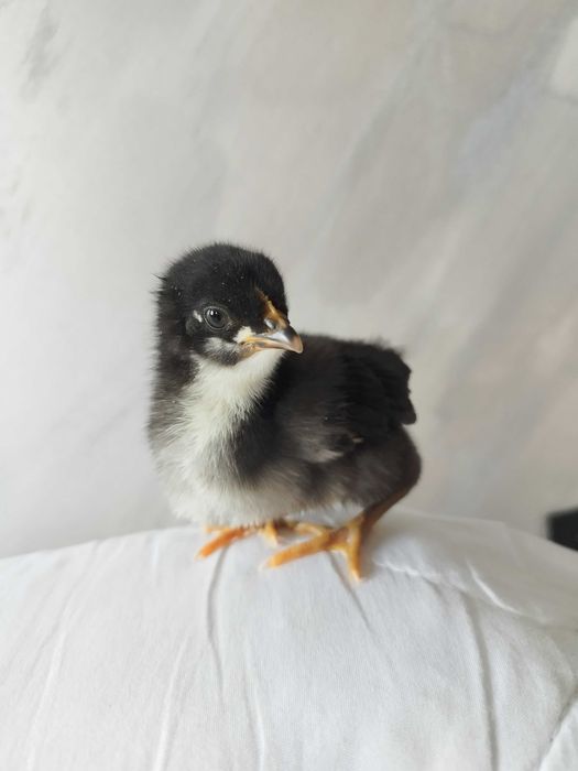 Pui găina rasă mixtă, austrolorp