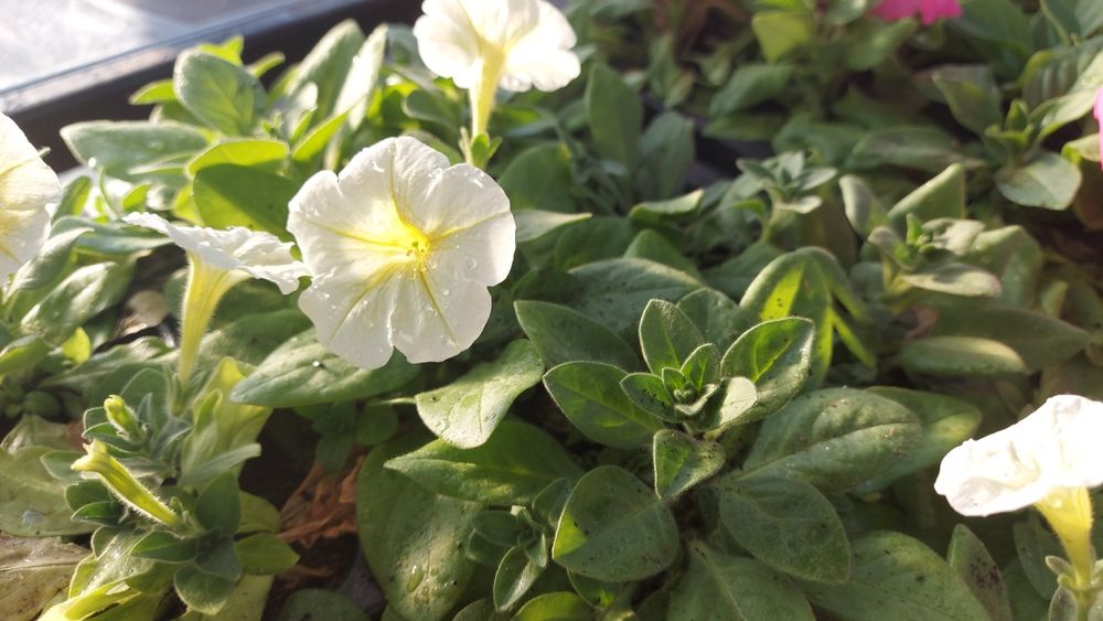 Петуния разная продам