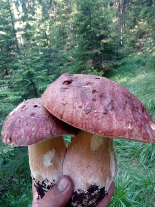 Първокачествена суха  борова манатарка!