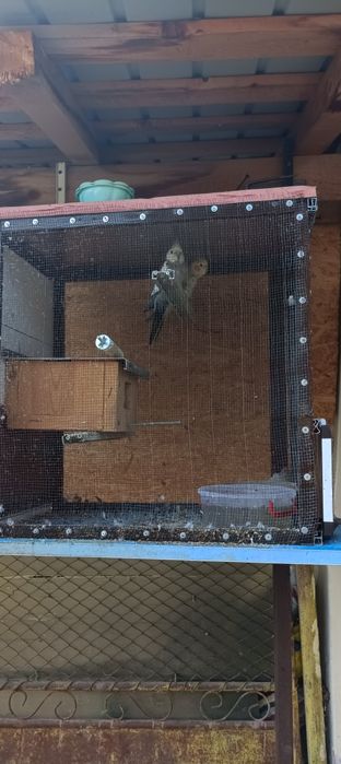 Vând 2 perechi de nimfe