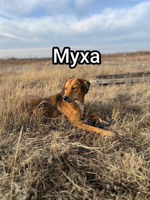 Отдам в добрые руки, собак