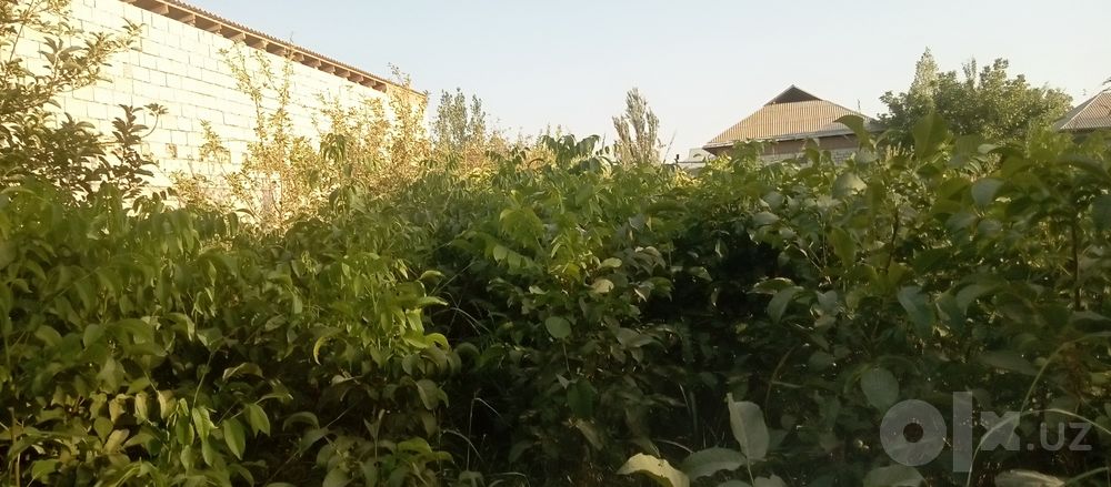 Karliko yongʻoq tok nixollari