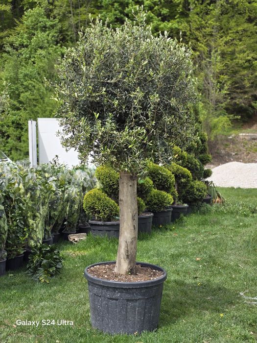 Măslini la cele mai bune prețuri