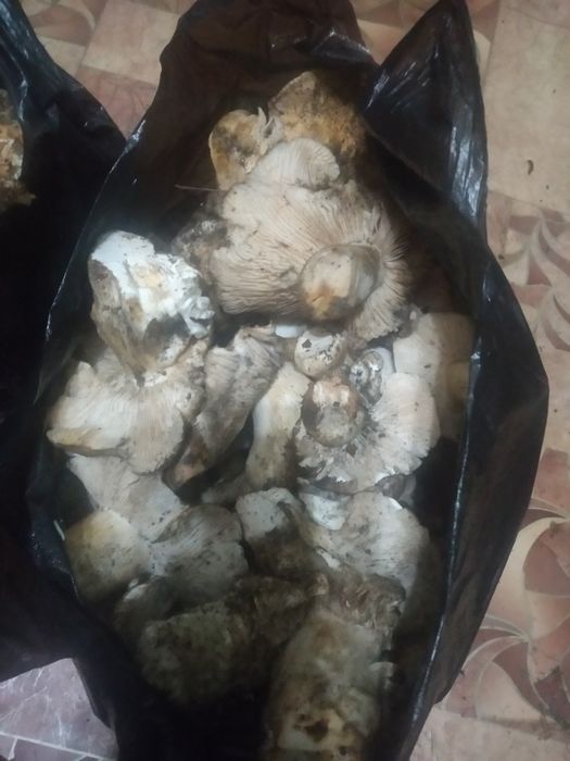 Продам грибы Валуи