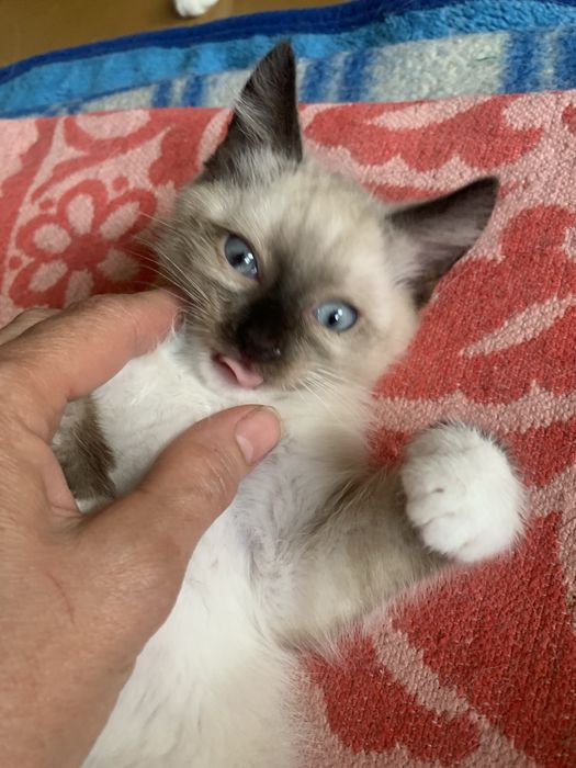 Котята в добрые руки!