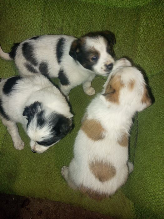 Отдам щенка девочку красавицу