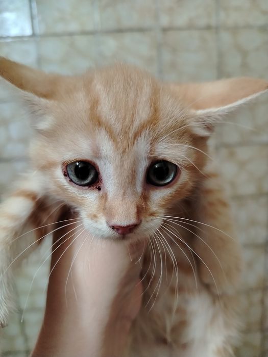 Отдам рыжего котёнка