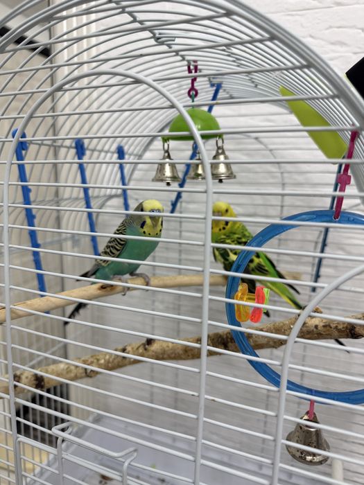 Волнистый попугай 30 тыс+клетка