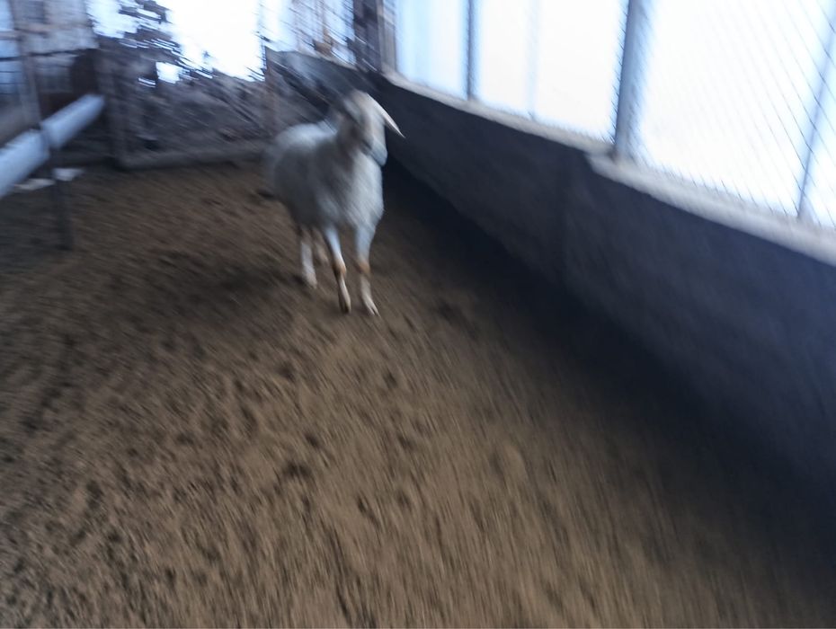 Кошкар большой 1