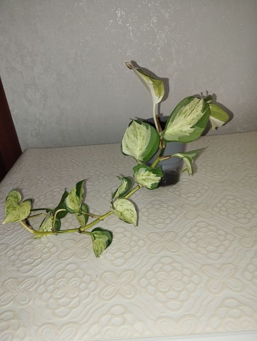 Эпипрениум Манжула