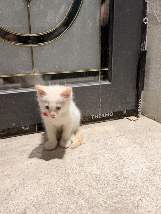 Кот мальчик 2 месяца голубые глаза домашний