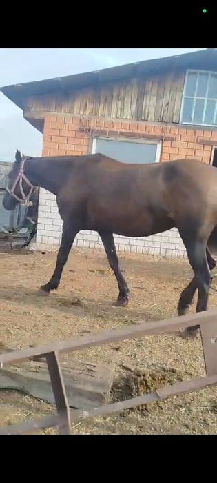Продам 2 кобылы.