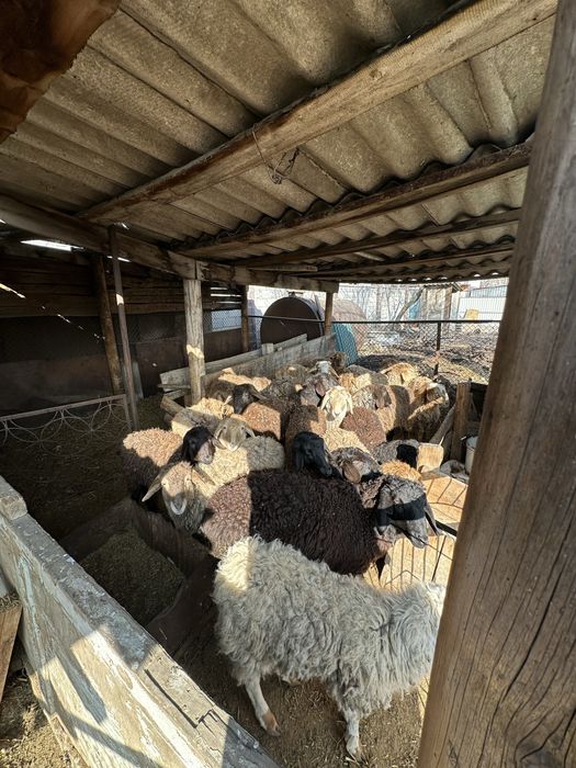 Продам баранов (токты)