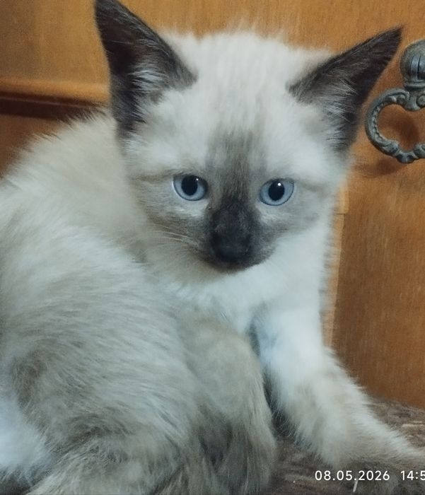 Красивые, сиамские котята