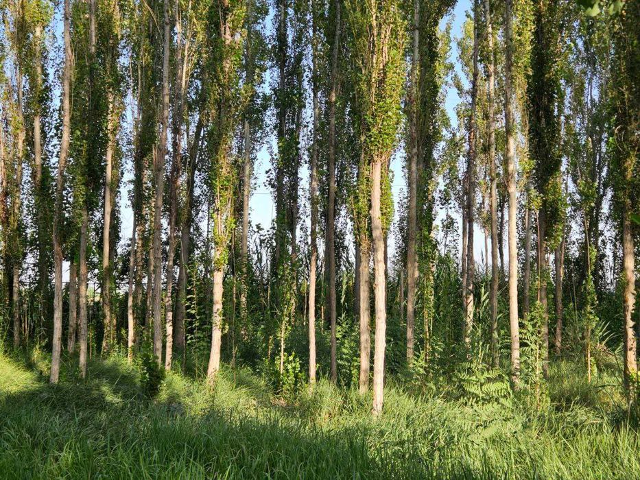 Продается дача 16,5 соток на Қуйи чирчиқ.