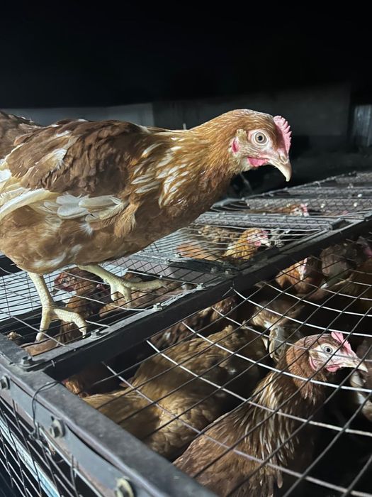 Ломан Браун 6 месяцев