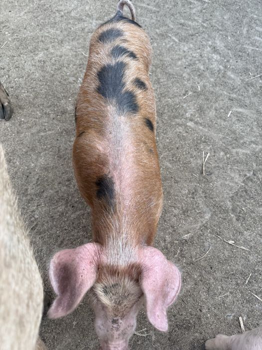 Продавам малки прасенца