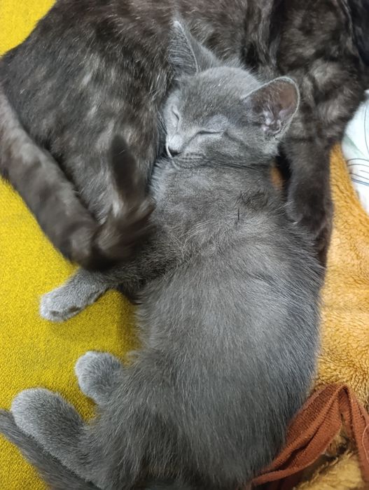 Отдам котенка в хорошие руки