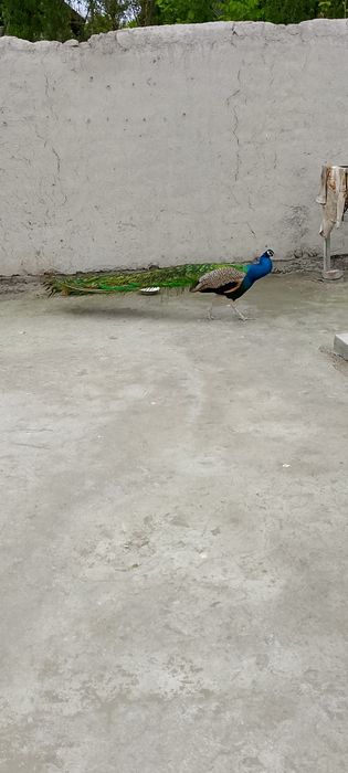 Tovus павлин sotiladi 130$