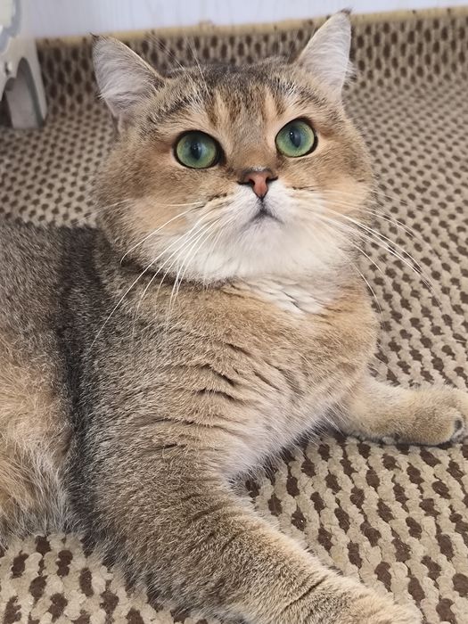 Вязка кот шиншила по кличке Лео