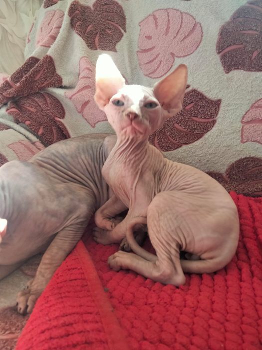 Канадский сфинкс