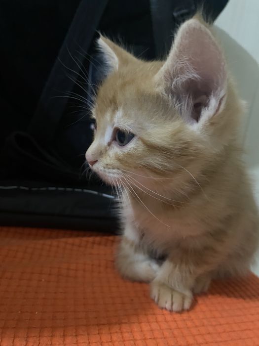 Отдам котенка бесплатно