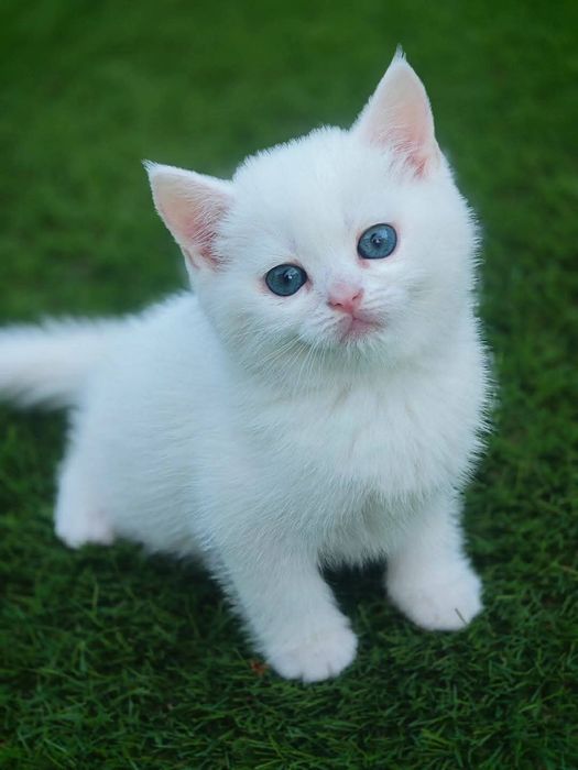 British shorthair white