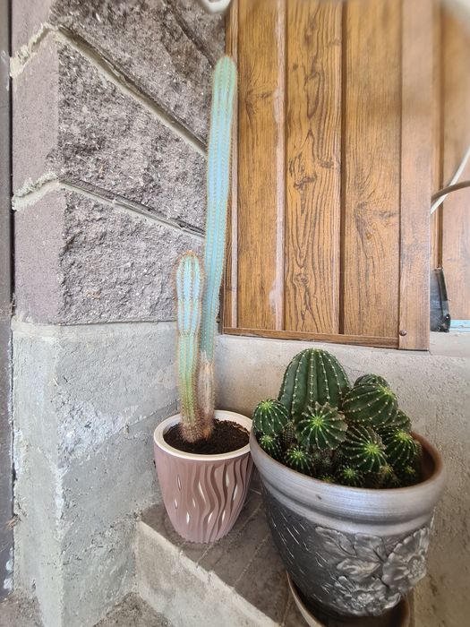 Кактус вместе с горошком