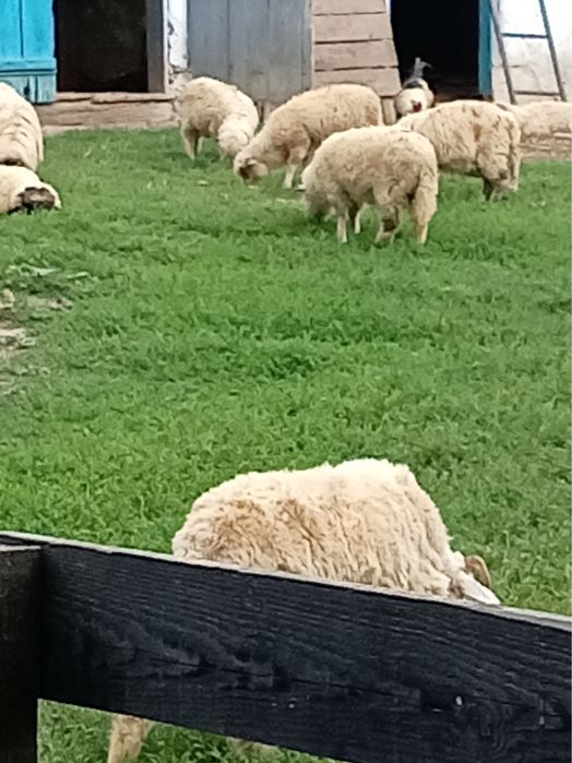 Vand 16 carlani de anul asta