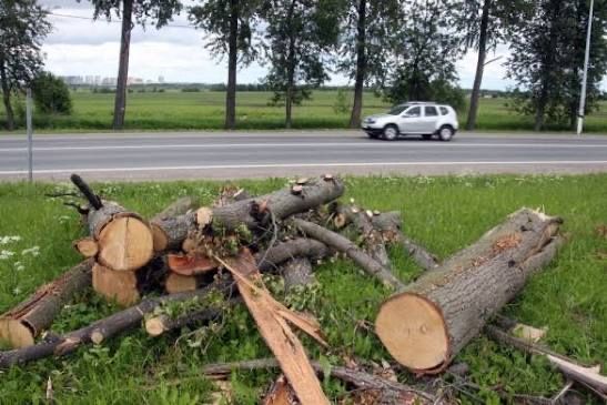 Спиливаем деревья