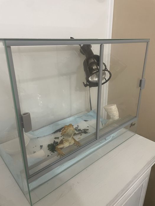 Agama cu barba aprope 2 ani +terariu curat+lampa de incalzire