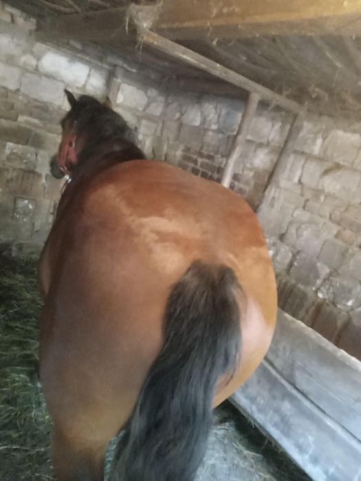 Manz de vanzare  in Odoreu